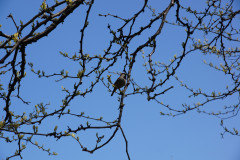 Ystad - Impressionen